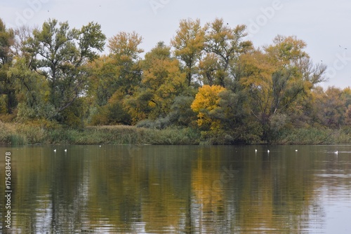 Autumn landscape with a lake and a flock of birds in the sky