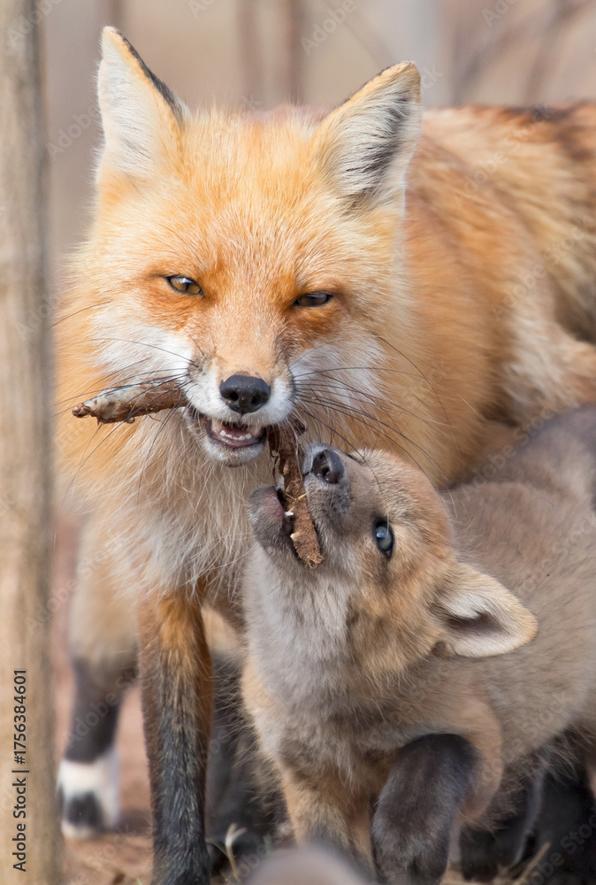 Fototapeta premium Red fox