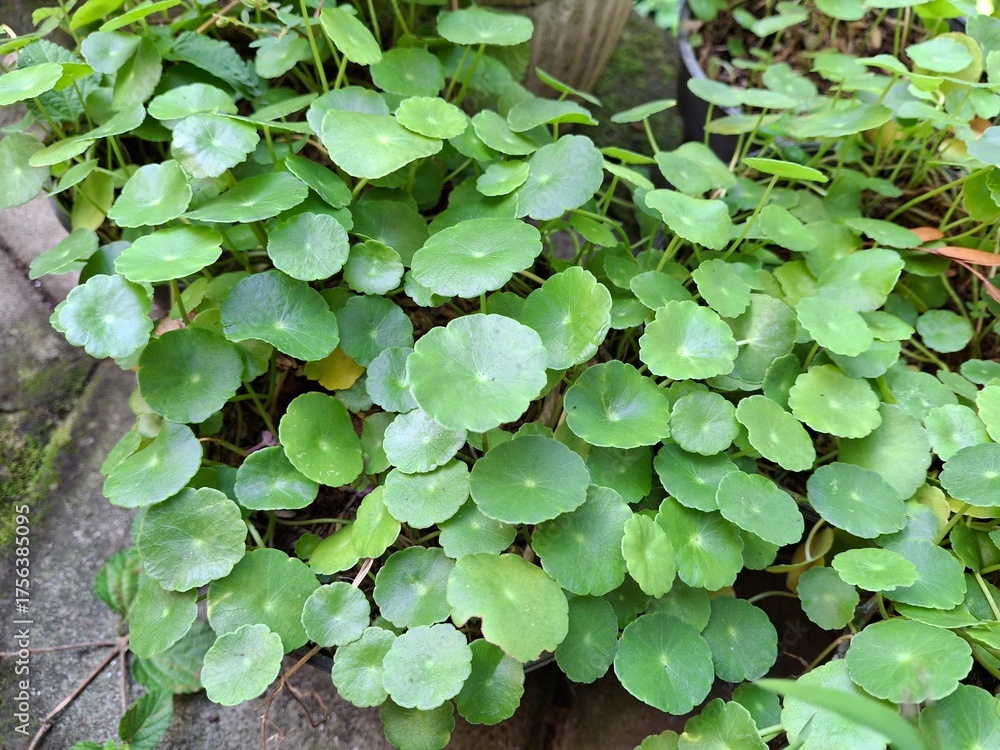 Fototapeta premium gotu kola (Centella asiatica), green leaves background
