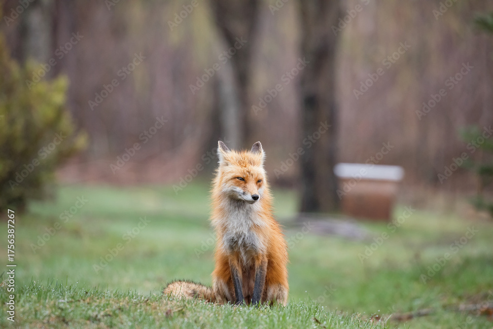 Naklejka premium Red fox