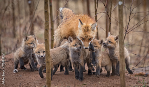 Obraz na płótnie Red fox