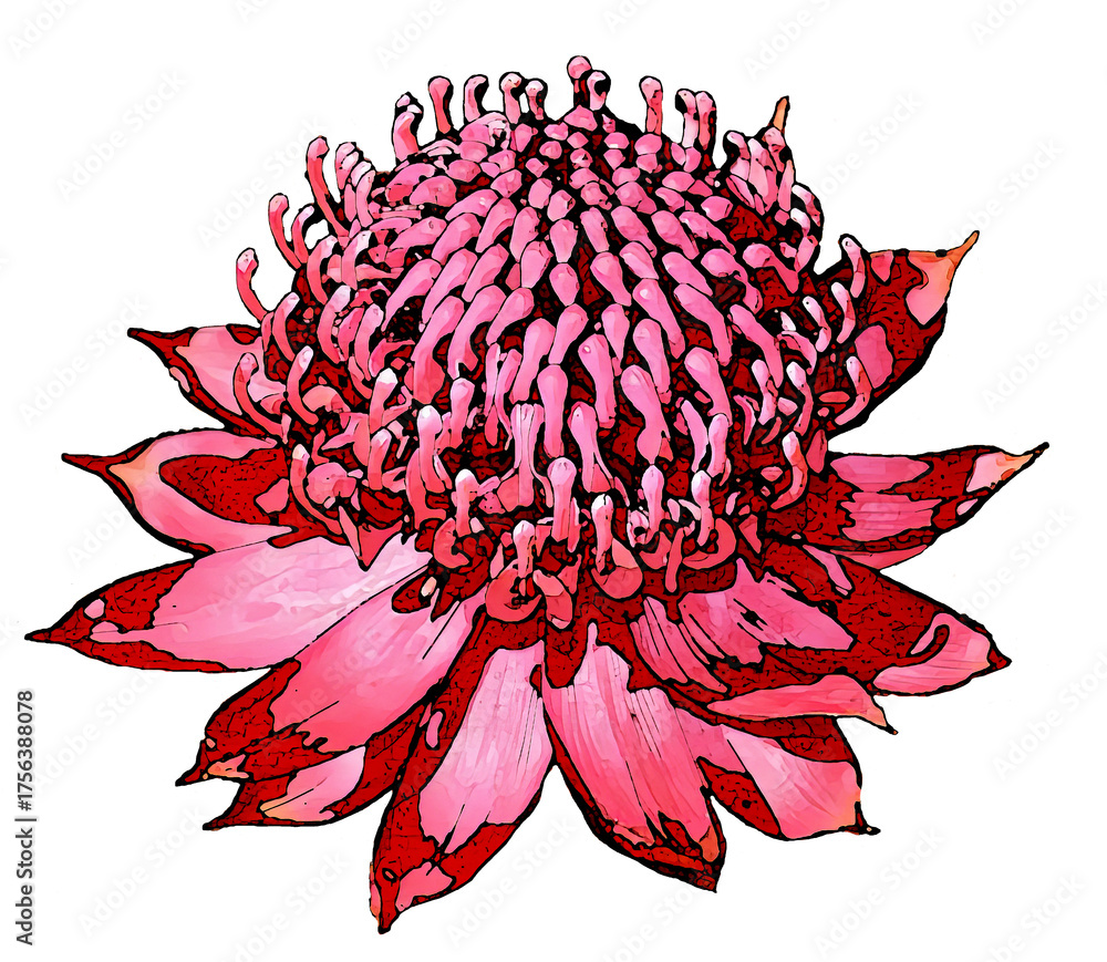 Fototapeta premium A red NSW waratah flower digital water colour illustration