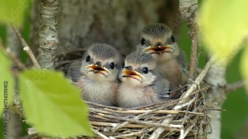 Three small baby birds in a nest, looking forward with open mouths