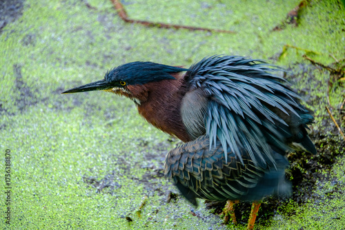 green heron