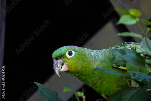 green parrot on a branch