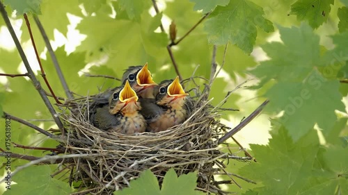 Three baby robins with mouths open wide waiting for food in a nest