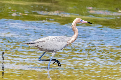 Dark-morph Adult Reddish Egret (Egretta rufescens) on the hunt