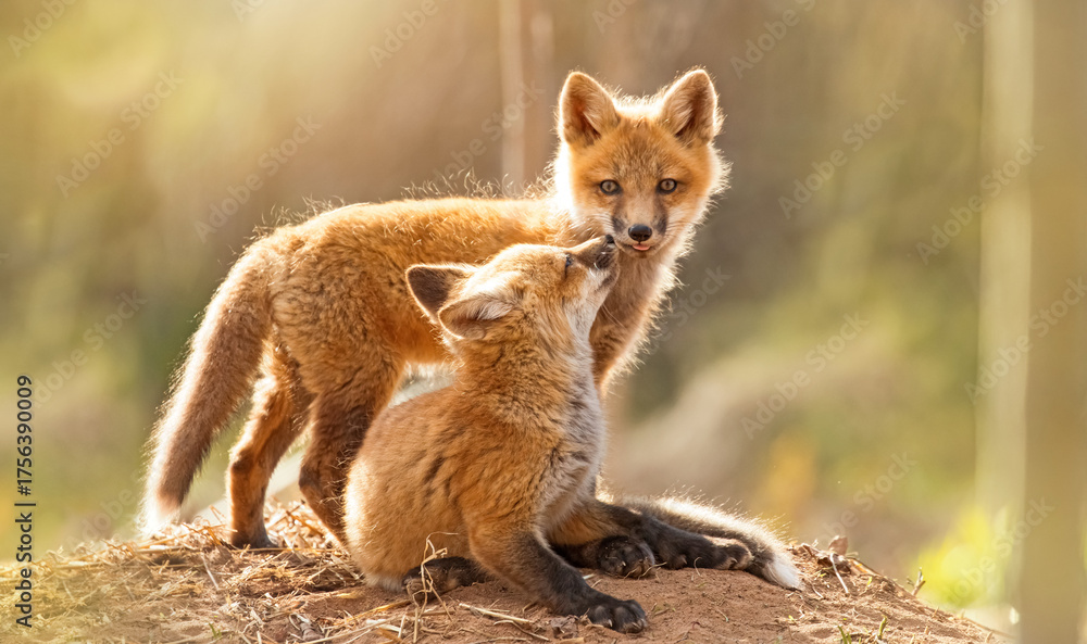 Fototapeta premium Red fox