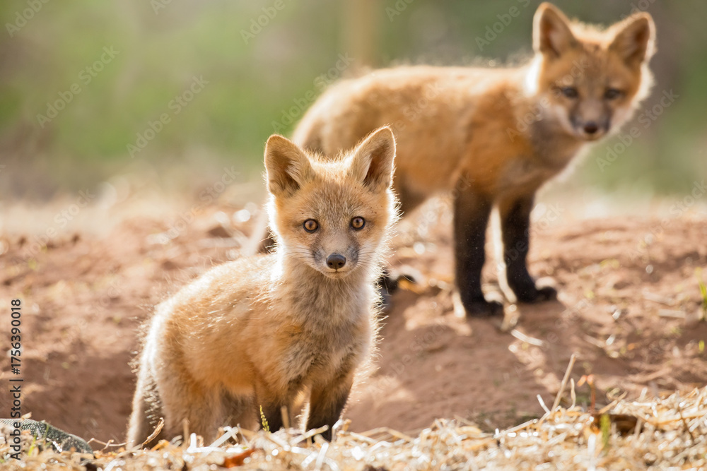 Fototapeta premium Red fox