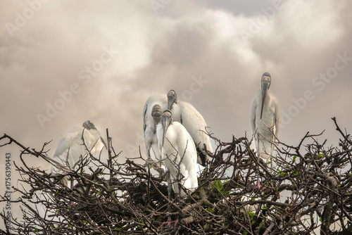 Woodstorks in a tree