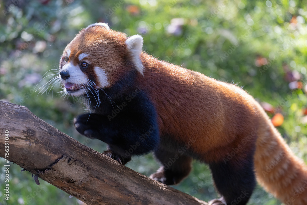 Fototapeta premium red panda (Ailurus fulgens), also known as the lesser panda