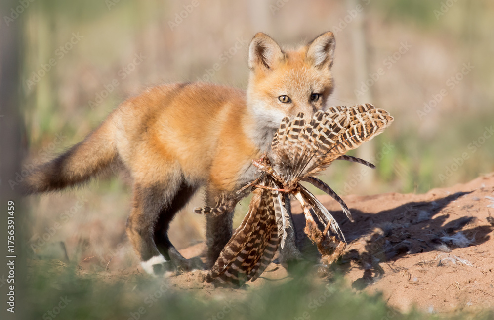 Obraz premium Red fox