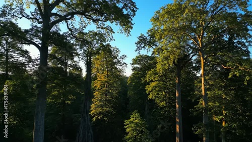 Slow aerial glide through an ancient, sun-dappled forest with towering trees on a clear morning nature, scenic, shadows