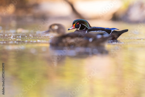 Fotografija Wood ducks in autumn light