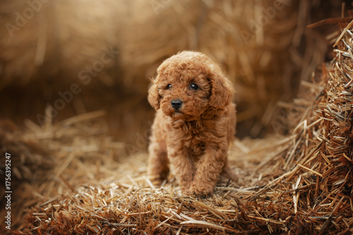 red poodle puppy sitting on hay, photo of pets on the farm