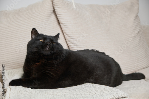 A majestic black cat lounges on a knitted blanket on a creamy sofa, gazing slightly upward. Elegant, kingly posture with luxurious, calm, and cozy vibes at home.
