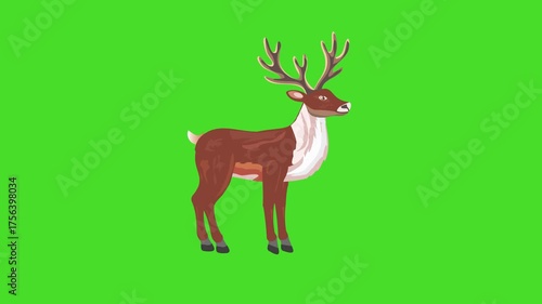 Reindeer 2d short animation on green screen chroma key
