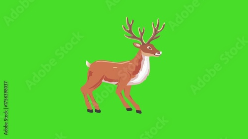 Walking reindeer loop on green screen, 2d animation for Christmas Holidays theme
