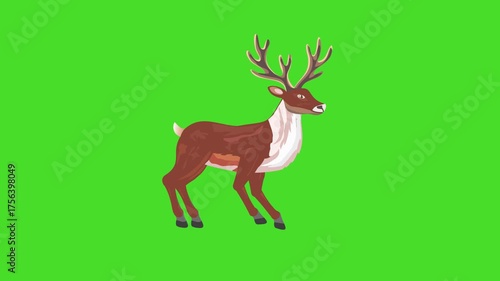 Walking reindeer loop on green screen, 2d animation for Christmas Holidays theme