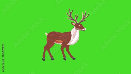 Walking reindeer loop on green screen, 2d animation for Christmas Holidays theme