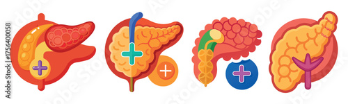 Human pancreas anatomy icons medical organ illustration showing endocrine system and digestive function isolated on transparent background 