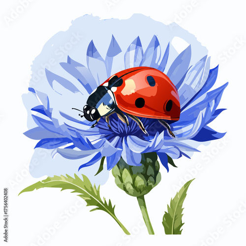 Marienkäfer auf Kornblume