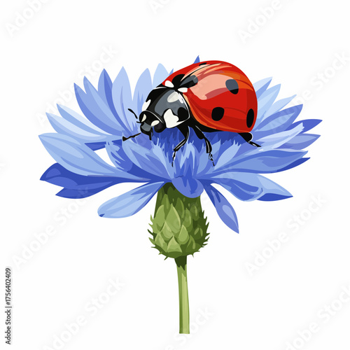 Marienkäfer auf Kornblume