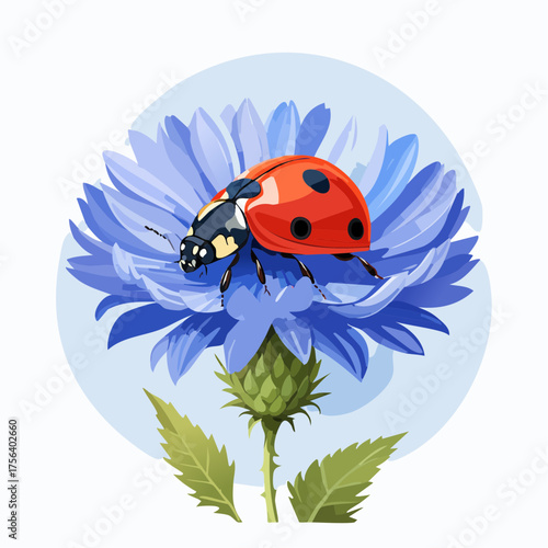 Marienkäfer auf Kornblume