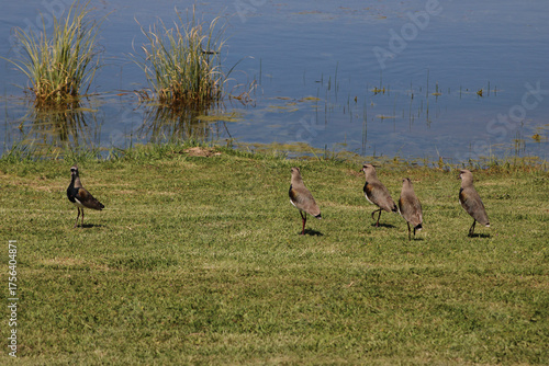 Obraz na płótnie lapwing tero