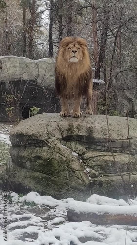 Majestic Lion in Snowy Forest Scene