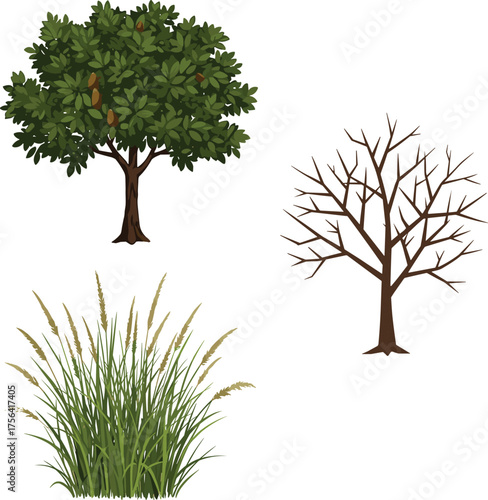 Illustration of diverse trees and plants, green foliage, bare branches, tall grass, seasonal vegetation, natural environment, botanical variety, isolated white background
