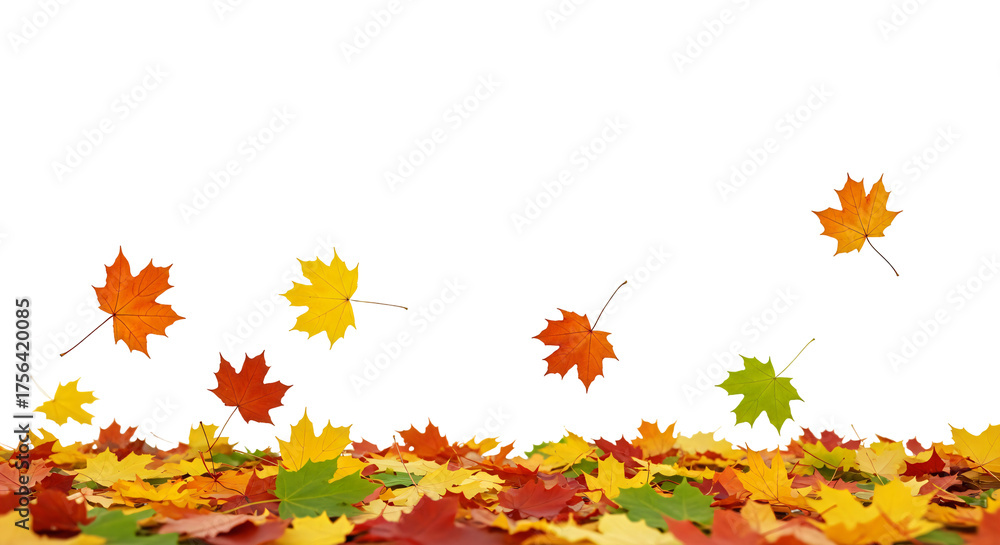 Fototapeta premium A variety of colorful autumn leaves are scattered along the bottom of the image. No background, PNG high quality file.