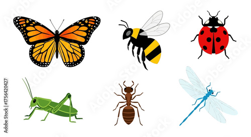 Six insects a monarch butterfly bee ladybug grasshopper ant and dragonfly all on a white background