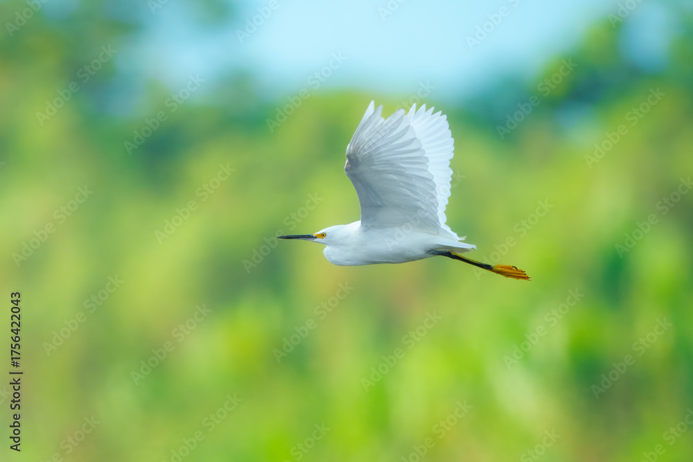 Obraz premium Snowy Egret Egretta thula, flying in beautyful light, sunrise. Small white heron with black bill, black legs, and yellow feet. Peru. Pastel colors.