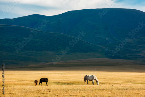 Wild horses in the mountains of Kyrgyzstan. Symbol of freedom and nomadic spirit in Central Asia.