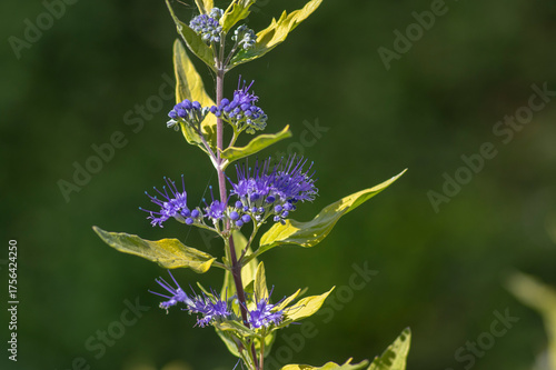 Caryopteris clandonensis bluebeard bright blue flowers in bloom, ornamental autumnal flowering plant