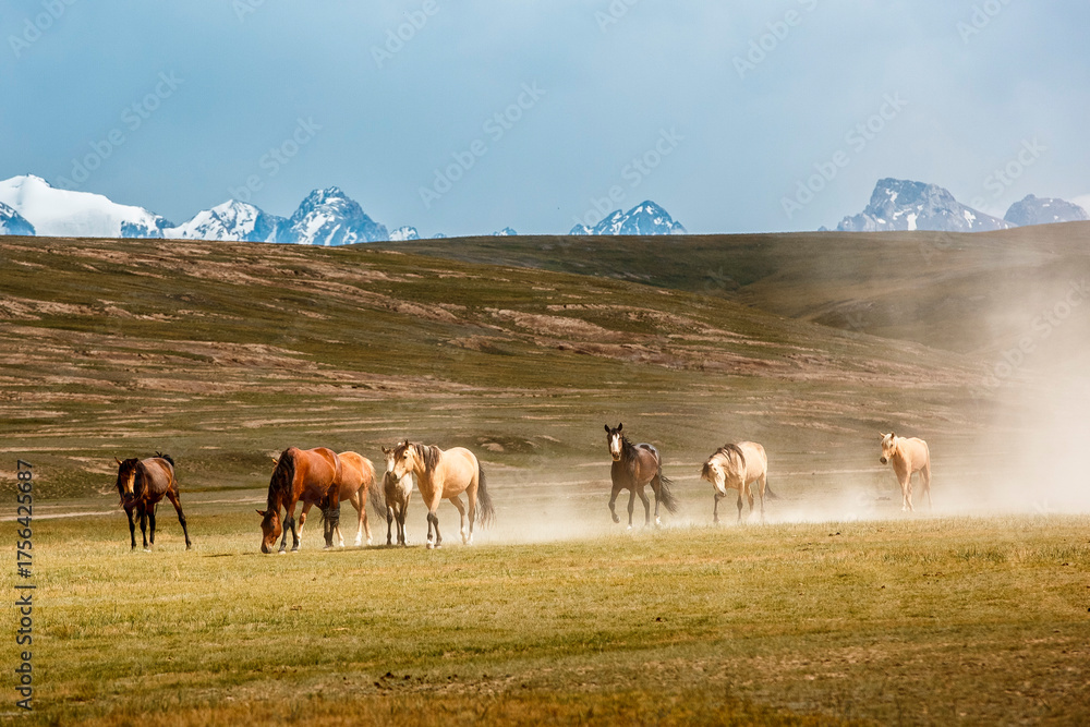 Φωτογραφία Wild horses running across the highland steppe near Son-Kul Lake, Kyrgyzstan