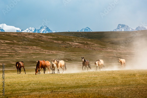 Wild horses running across the highland steppe near Son-Kul Lake, Kyrgyzstan. Symbol of freedom and nomadic spirit in Central Asia