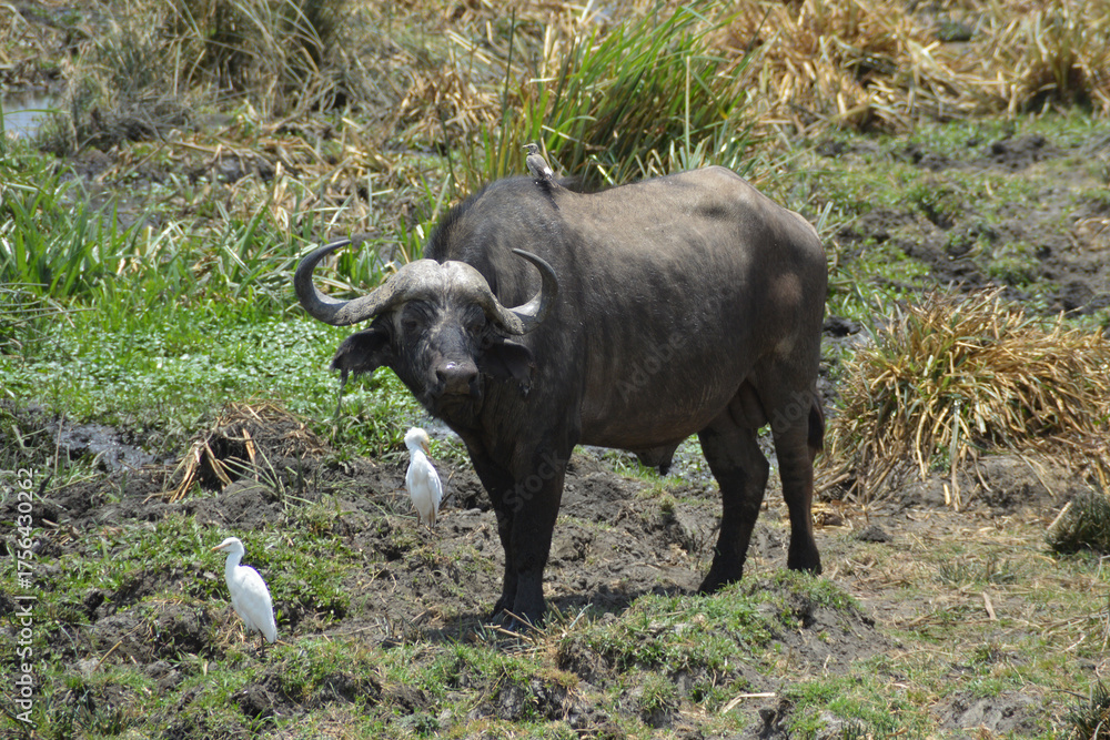Fototapeta premium Africa, Tanzania, Ngorongoro, buffalo with birds