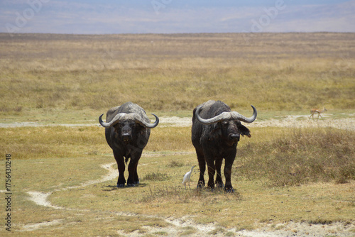 Africa, Tanzania, Ngorongoro, buffalos & western cattle egret