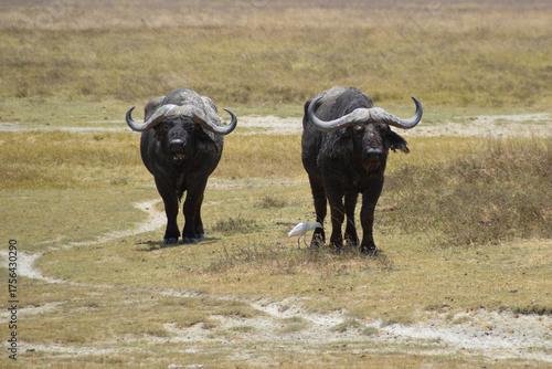 Africa, Tanzania, Ngorongoro, buffalos and western cattle egret