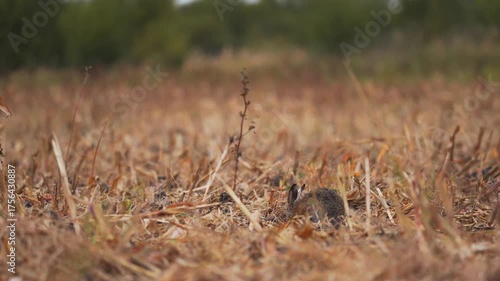 Wild Rabbit in Corn Field – Countryside Animal 4K Footage 1
