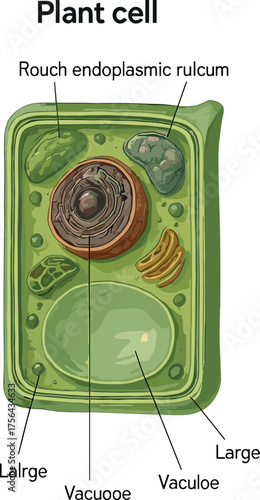 A detailed labeled illustration of a plant cell highlighting major organelles such as the nucleus, vacuole, and chloroplasts, showing internal structures in realistic scientific style.