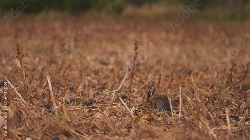 Wild Rabbit in Corn Field – Countryside Animal 4K Footage 3