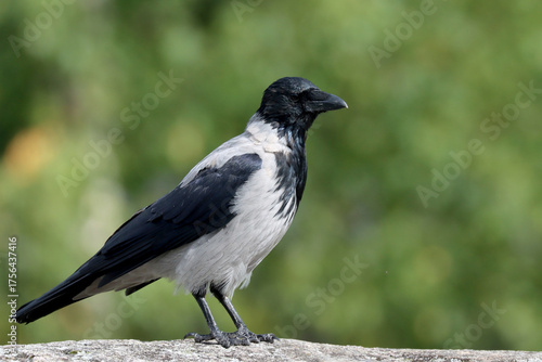 Hooded crow