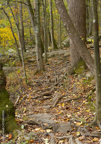 autumn in the forest with a lot of roots