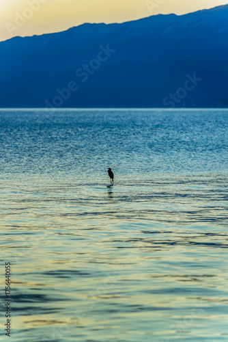 Solitary bird standing peacefully in calm lake waters at sunset with soft blue reflections and distant mountain silhouette