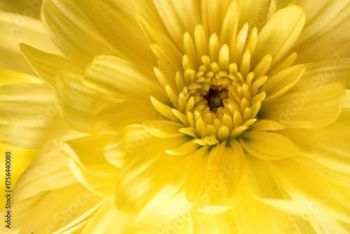 The vibrant colors of the yellow chrysanthemum 