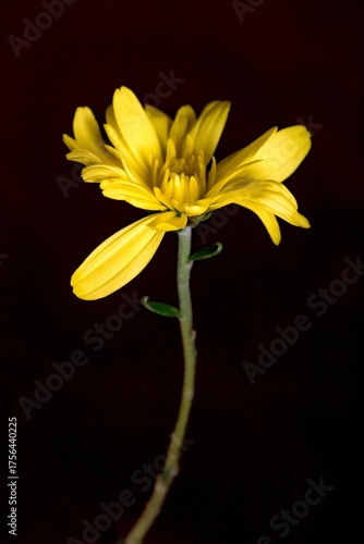 The vibrant colors of the yellow chrysanthemum 