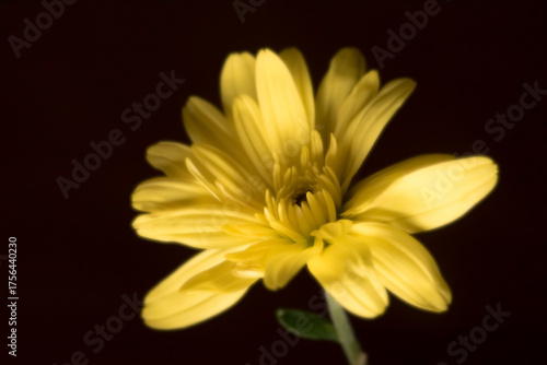 The vibrant colors of the yellow chrysanthemum 